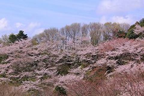 八王子周辺親子で見たいおすすめのお花見スポット8選 子連れのおでかけ 子どもの遊び場探しならコモリブ