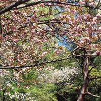 平山城址公園(ひらやまじょうしこうえん) の写真 (3)