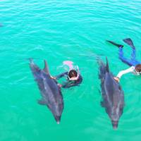 DOLPHIN FANTASY 石垣島　（ドルフィンファンタジー） の写真 (3)