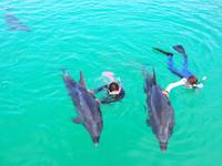 DOLPHIN FANTASY 石垣島　（ドルフィンファンタジー） の写真 (3)