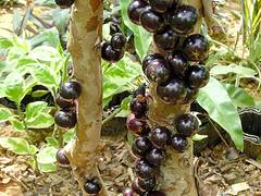 Okinawaフルーツランド オキナワフルーツランド 子連れのおでかけ 子どもの遊び場探しならコモリブ Okinawaフルーツランド オキナワフルーツランド 子連れのおでかけ 子どもの遊び場探しならコモリブ