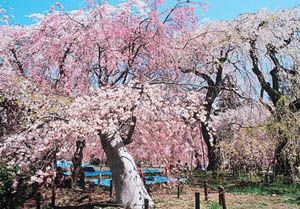 仙台の子連れお花見スポット10選 広い公園がいっぱい 子連れのおでかけ 子どもの遊び場探しならコモリブ