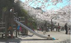 千葉の桜が見えるおすすめの公園10選。ライトアップされる公園も