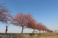 すみよし桜の里 の写真 (2)
