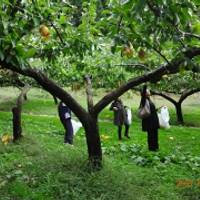 梨狩り 産直の佐々木農園