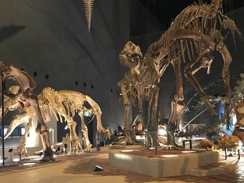 生き物について学べる関東の博物館15選 東京や神奈川の昆虫博物館から動物博物館まで 子連れのおでかけ 子どもの遊び場探しならコモリブ 生き物について学べる関東の博物館15選 東京や神奈川の昆虫博物館から動物博物館まで 子連れのおでかけ 子どもの遊び場探しならコモリブ