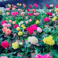 広島市植物公園 の写真