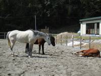 里山乗馬クラブ の写真 (2)