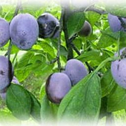 関東の子連れで行く梨狩り農園おすすめ10選 Comolib Magazine