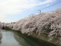 大岡川プロムナード の写真 (1)