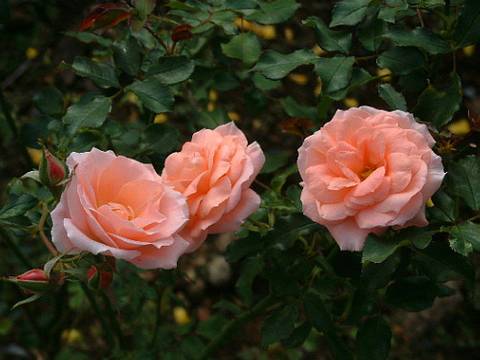 イングリッシュガーデン ローズカフェ English Garden Rose Cafe 子連れのおでかけ 子どもの遊び場探しならコモリブ イングリッシュガーデン ローズカフェ English Garden Rose Cafe 子連れのおでかけ 子どもの遊び場探しならコモリブ