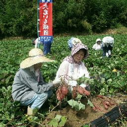 関西の芋掘り さつまいも堀りが体験ができる農園15選 人気の大阪の農園も Comolib Magazine 関西の芋掘り さつまいも堀りが体験ができる農園15選 人気の大阪の農園も Comolib Magazine