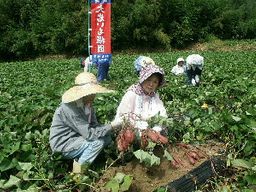 関西の芋掘り さつまいも堀りが体験ができる農園15選 人気の大阪の農園も Comolib Magazine