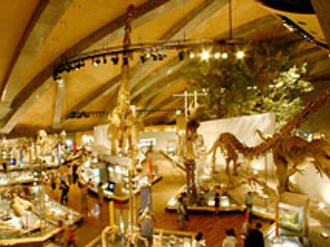 恐竜の化石も見れる関東の博物館10選 東京上野にある人気スポットから埼玉の施設まで 子連れのおでかけ 子どもの遊び場探しならコモリブ 恐竜の化石も見れる関東の博物館10選 東京上野にある人気スポットから埼玉の施設まで 子連れのおでかけ 子どもの遊び場探しならコモリブ