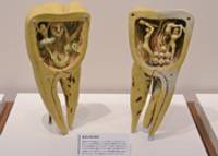 歯の博物館 の写真 (1)