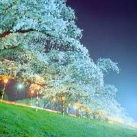 白石川堤一目千本桜 の写真
