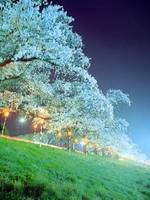 白石川堤一目千本桜 の写真 (1)
