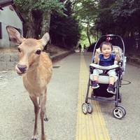 カエデプーさんが撮った 奈良公園 の写真