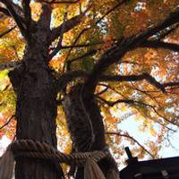 住吉神社 の写真 (1)