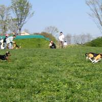 世界の名犬牧場 の写真 (2)