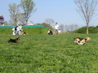 世界の名犬牧場 の写真 (2)