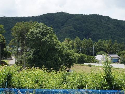 ぶどう狩りができる関東の農園8選 秋の味覚を味わおう 2 子連れのおでかけ 子どもの遊び場探しならコモリブ ぶどう狩りができる関東の農園8選 秋の味覚を味わおう 2 子連れのおでかけ 子どもの遊び場探しならコモリブ