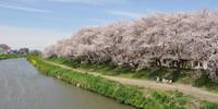 元荒川の桜堤 の写真