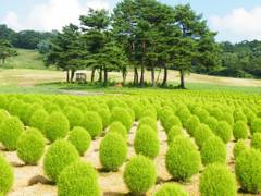 花の駅ひるがの高原コキアパーク