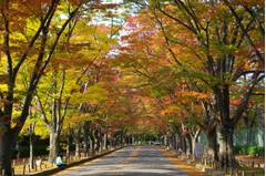 京都子連れで紅葉が楽しめるおすすめ観光スポット10選
