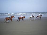 サンシャインステーブルス 九十九里海岸 ホーストレッキング(乗馬) の写真 (1)