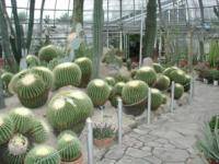 手柄山温室植物園 の写真 (1)