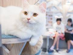 東京の子連れ利用できるおすすめ猫カフェ8選 子供から大人まで癒やされる 2 子連れのおでかけ 子どもの遊び場探しならコモリブ