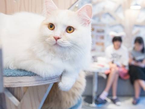 東京の子連れ利用できるおすすめ猫カフェ8選 子供から大人まで癒やされる 2 子連れのおでかけ 子どもの遊び場探しならコモリブ 東京の子連れ利用できるおすすめ猫カフェ8選 子供から大人まで癒やされる 2 子連れのおでかけ 子どもの遊び場探しならコモリブ