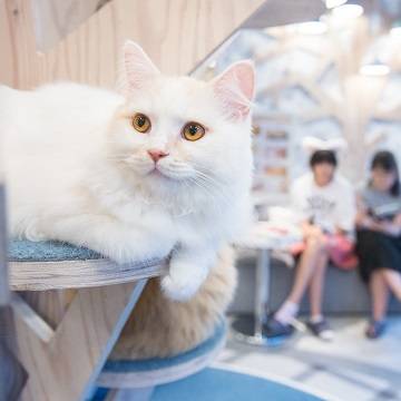 東京の子連れ利用できるおすすめ猫カフェ8選 子供から大人まで癒やされる 2 子連れのおでかけ 子どもの遊び場探しならコモリブ