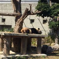 神戸市立王子動物園 の写真 (1)