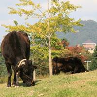 兵庫県立但馬牧場公園 の写真
