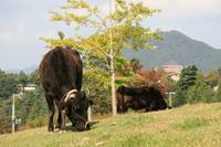 兵庫県立但馬牧場公園 の写真 (1)