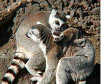 大島公園動物園 の写真 (3)