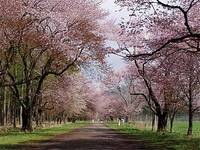 静内二十間道路桜並木（しずないにじゅっけんどうろさくらなみき） の写真 (3)