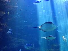 京都水族館