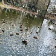 神宮東公園 子連れのおでかけ 子どもの遊び場探しならコモリブ