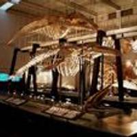 足寄動物化石博物館　あしょろどうぶつかせきはくぶつかん の写真 (2)