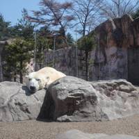 仙台市八木山動物公園 の写真 (2)