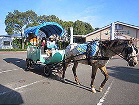 小倉競馬場 子連れのおでかけ 子どもの遊び場探しならコモリブ