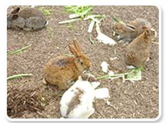 アグリハウスこちんだ