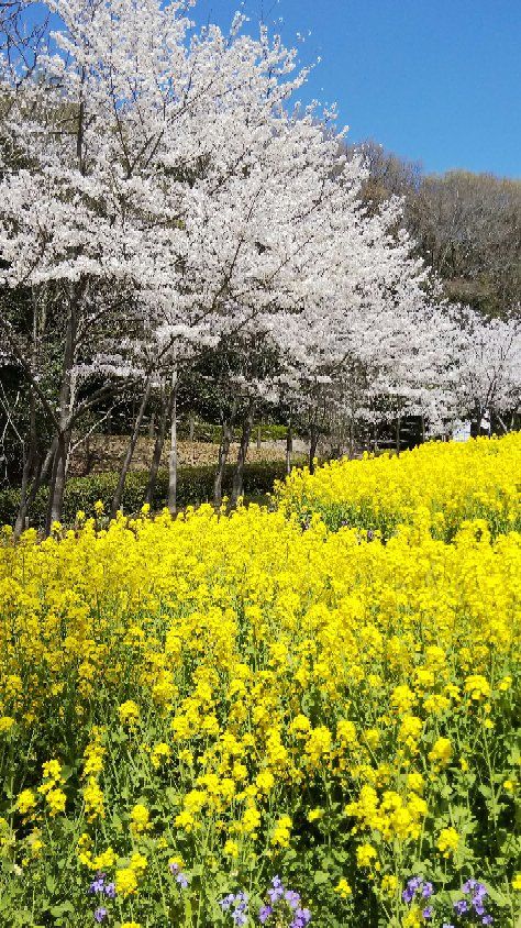 神戸総合運動公園 子連れのおでかけ 子どもの遊び場探しならコモリブ