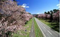 静内二十間道路桜並木（しずないにじゅっけんどうろさくらなみき） の写真 (2)