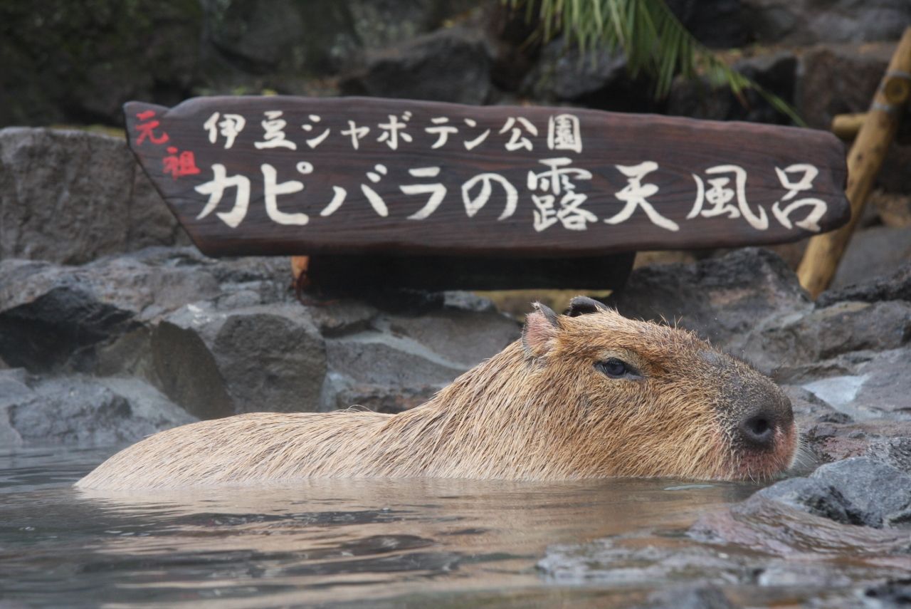 伊豆シャボテン公園 子連れのおでかけ 子どもの遊び場探しならコモリブ