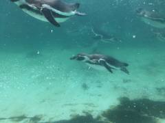 東京都葛西臨海水族園