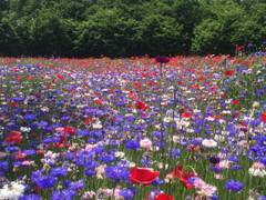 とちぎわんぱく公園 子連れのおでかけ 子どもの遊び場探しならコモリブ とちぎわんぱく公園 子連れのおでかけ 子どもの遊び場探しならコモリブ